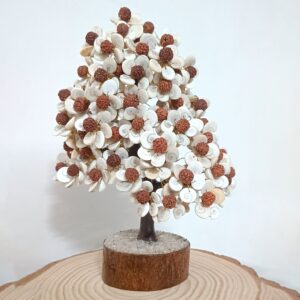 Gomati Chakra Rudraksha Tree